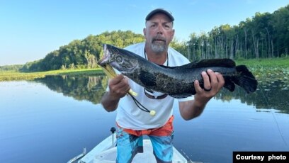 After 20 years, killer, invasive snakehead fish haven't devoured