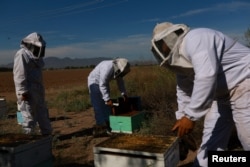 Beekeepers work in an apiary where hundreds of bees died during a severe drought, in Meoqui, Chihuahua state, Mexico, Aug. 24, 2024.