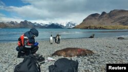 Seorang ilmuwan menguji anjing laut mati di Pulau Georgia Selatan di Samudra Atlantik Selatan untuk mencari virus flu burung, penyakit yang telah membunuh jutaan burung di seluruh dunia dalam beberapa tahun terakhir, Desember 2023. (Dr. Marco Falchieri, APHA/Handout via REUTERS)