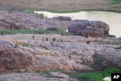 Baboons and other wildlife are spotted on the banks of the Mwenzi river in Gonarezhou National Park, Oct. 28, 2023.