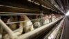 Egg Producers Ordered to Pay $17.7M for Conspiring to Limit Supplies 