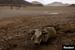 A cow is stuck in the mud of the dry bed of the Las Lajas dam due to a severe drought, in Buenaventura, Chihuahua state, Mexico, Aug. 23, 2024.