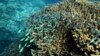 Global Help Sought in Huge Citizen Science Project on Australia’s Great Barrier Reef