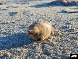 De Winton's Golden Mole, a blind mole that lives under the sand and has sensitive hearing that can detect vibrations from movement above the surface, in a leaflet released November 28, 2023. (JP le Roux / Endangered Wildlife Trust / AFP)