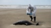 Bird Flu Kills Hundreds of Seals and Sea Lions in Brazil