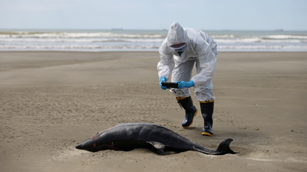 Bird Flu Kills Hundreds of Seals and Sea Lions in Brazil