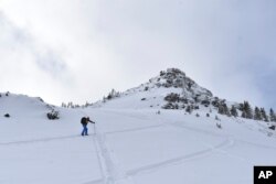 Doug Chabot, of the Gallatin National Forest Avalanche Center, climbs the side of Mount Henderson to examine the site of a recent avalanche, Jan. 29, 2024, near Cooke City, Mont.  (AP Photo/Matthew Brown)