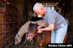 Lisa Moad, owner of Seven Oaks Farm, puts a head-collar on one of her miniature horses on Tuesday, Aug. 6, 2024. (AP Photo/Emilee Chinn)