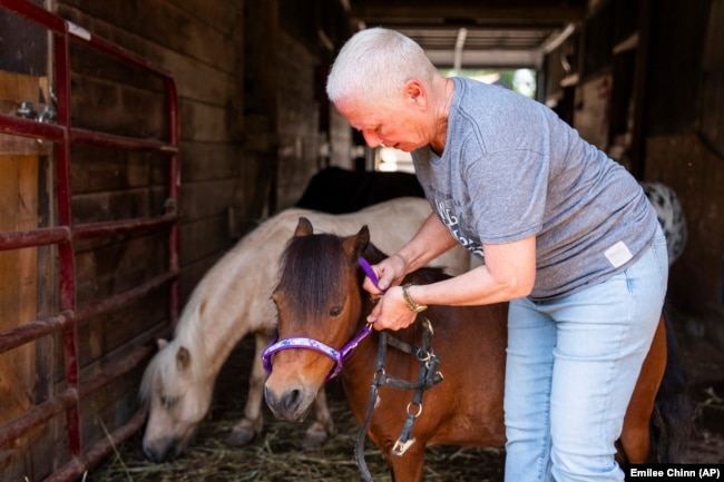 Lisa Moad, owner of Seven Oaks Farm, puts a head-collar on one of her miniature horses on Tuesday, Aug. 6, 2024. (AP Photo/Emilee Chinn)