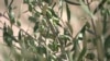 Close-up of olive tree in Spain