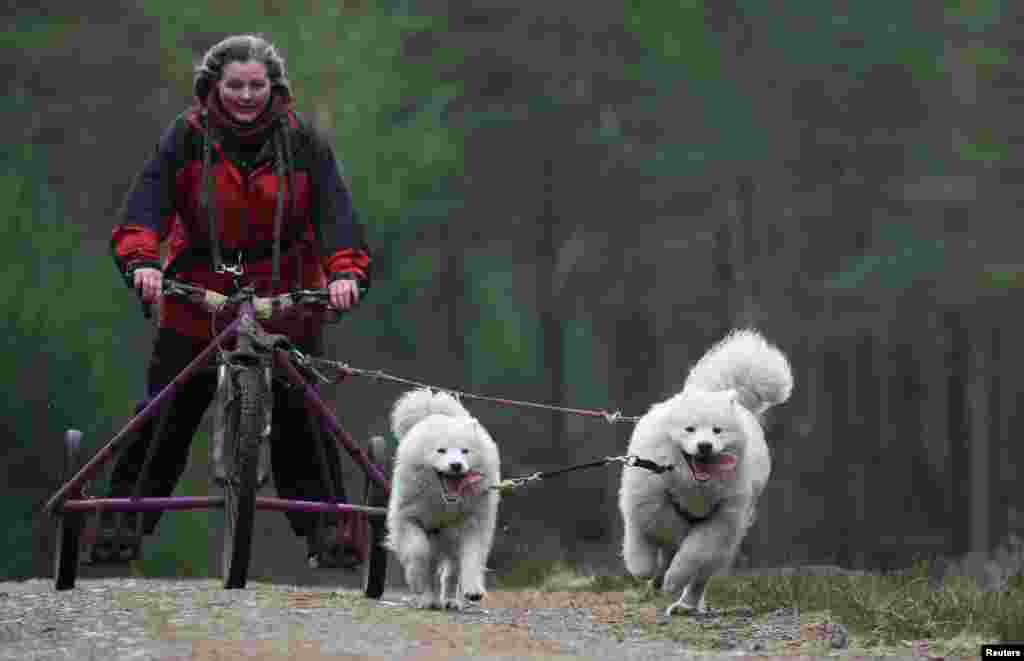 Sled dogs pull their rig on a training run before this weekend&rsquo;s annual sled dog rally in Aviemore, Scotland, Britain.