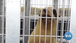 Rescuers Save California Sea Lions, Dolphins from Toxic Algae Effects