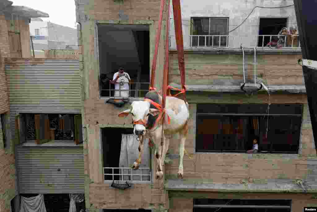 A sacrificial bull is lowered from a rooftop by crane, ahead of the Eid al-Adha festival in Karachi, Pakistan