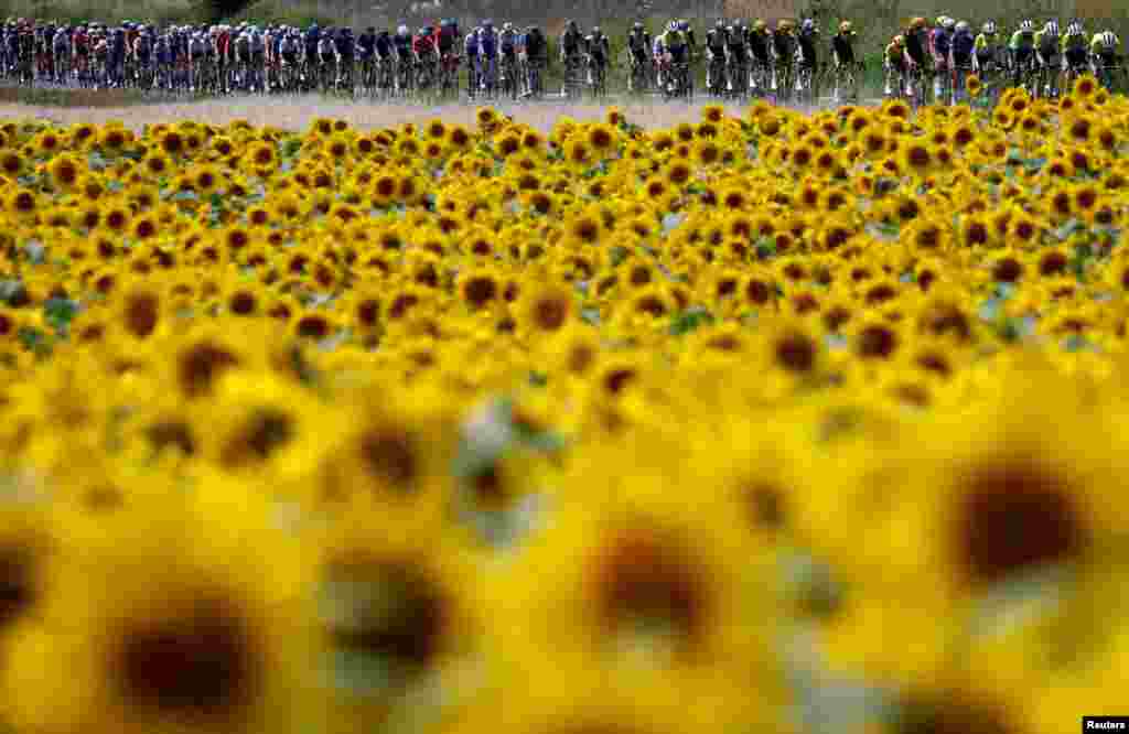 Велосипедисти покрај поле со сончоглед за време на 8-та етапа на 110-то издание на велосипедската трка Тур де Франс, 201 км помеѓу Либурн и Лимож, во централна западна Франција, 8 јули 2023 година.
