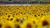 The pack rides through a sunflower field the 8th stage of the 110th edition of the Tour de France cycling race, 201 km between Libourne and Limoges, in central western France, July 8, 2023.