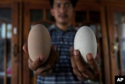 Mubarak, a college student who tried to set up a hatchery aimed at saving the male population, holds maleo eggs that failed to hatch in Mamuju, West Sulawesi, Indonesia, Saturday, Oct. 28, 2023. (AP Photo/Dita Alangkara)