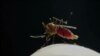 ARCHIVO - El mosquito transmisor del dengue se repropuduce en aguas estancadas y la enfermedad impacta de gran manera en centros urbanos a lo largo y ancho de América Latina.