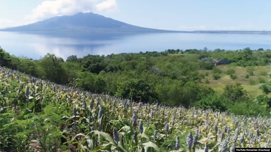 Kebun sorgum di Likotuden, Flores Timur, NTT yang tumbuh subur di iklim kering. (Foto: Courtesy/YouTube Kementan)