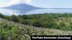 Kebun sorgum di Likotuden, Flores Timur, NTT yang tumbuh subur di iklim kering. (Foto: Courtesy/YouTube Kementan)