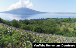 Kebun sorgum di Likotuden, Flores Timur, NTT yang tumbuh subur di iklim kering. (Foto: Courtesy/YouTube Kementan)