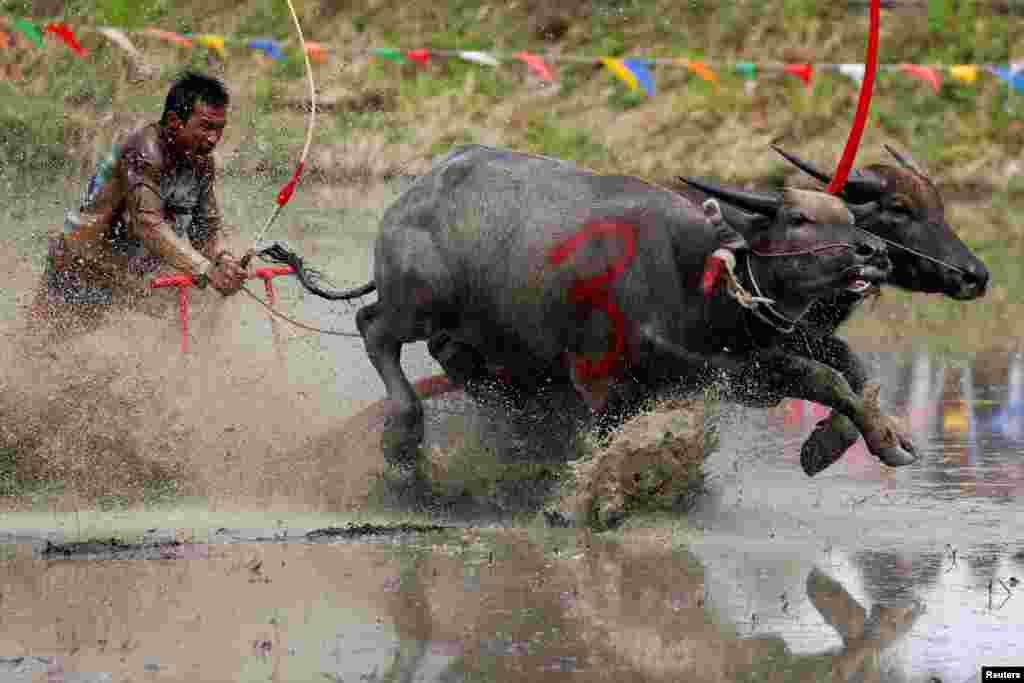 Seorang joki berkompetisi di festival balap kerbau tahunan Chonburi di provinsi Chonburi, Thailand. (Reuters)&nbsp;