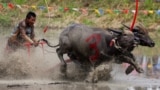 A jockey competes in Chonburi's annual buffalo race festival, in Chonburi province, Thailand, Aug. 4, 2024. 