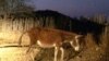 Gwanda mysterious donkey disease