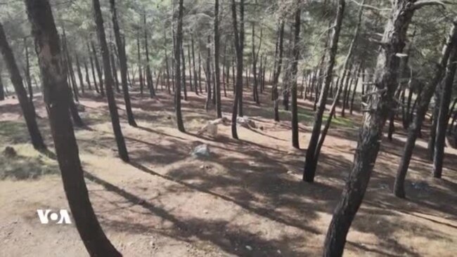 گەنجێک وەکو مرۆڤی نیاندرتاڵ لەنێو دارستانەکانی کوردستان ژیان دەکات