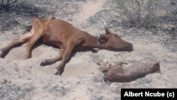 File Picture: Albert Ncube/VOA