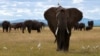 FILE - A bird perches on an elephant in the Amboseli National Park in Kajiado County, Kenya, April 4, 2024. 