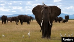 FILE - A bird perches on an elephant in the Amboseli National Park in Kajiado County, Kenya, April 4, 2024. 