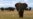 Conservationists say large-tusked elephants on Kenya-Tanzania border are endangered