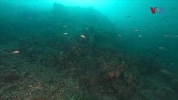 64 заглавени рибарски мрежи извадени од Охридското Езеро