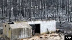 En moins d'une semaine en août 2021, des incendies avaient fait au moins 90 morts en Kabylie et ravagé des milliers d'hectares. 