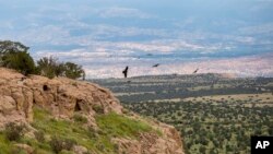 FILE - Birds fly near the Puye Cliff Dwellings in northern New Mexico, Aug. 22, 2022. 