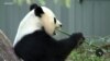 Giant Pandas Leave Washington; China Pledges Future Cooperation With US 
