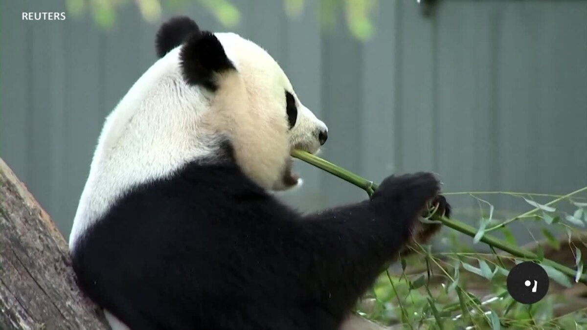 Giant Pandas Leave Washington; China Pledges Future Cooperation With US Giant Pandas Leave Washington; China Pledges Future Cooperation With US
