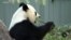 Giant Pandas Leave Washington; China Pledges Future Cooperation With US 