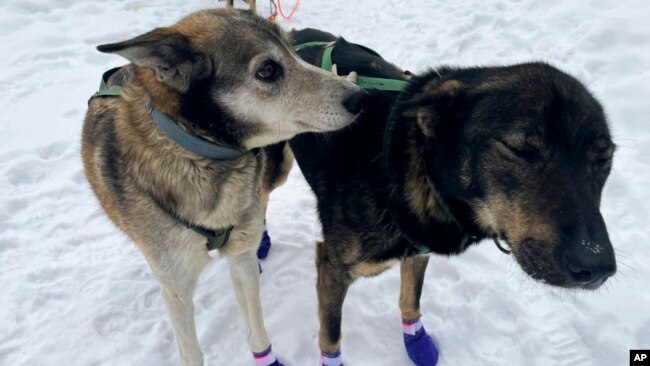 Ghost, left, and Sven, two leaders on the team of Ryan Redington, the 2023 Iditarod Trail Sled Dog champion, are shown ahead of a training run Feb. 26, 2024, in Knik, Alaska.