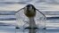 View of a chinstrap (Pygoscelis antarcticus) penguin swimming at the Gerlache Strait -which separates the Palmer Archipelago from the Antarctic Peninsula, Jan. 15, 2024. 