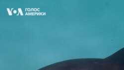 У Чорному морі через війну могло загинути близько 50 тисяч дельфінів, ще сотні – зазнали травм. Відео
