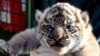 Anak Harimau Sumatra Lahir di Kebun Binatang Roma