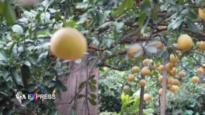Tỉnh Hòa Bình lần đầu xuất khẩu bưởi sang Mỹ
