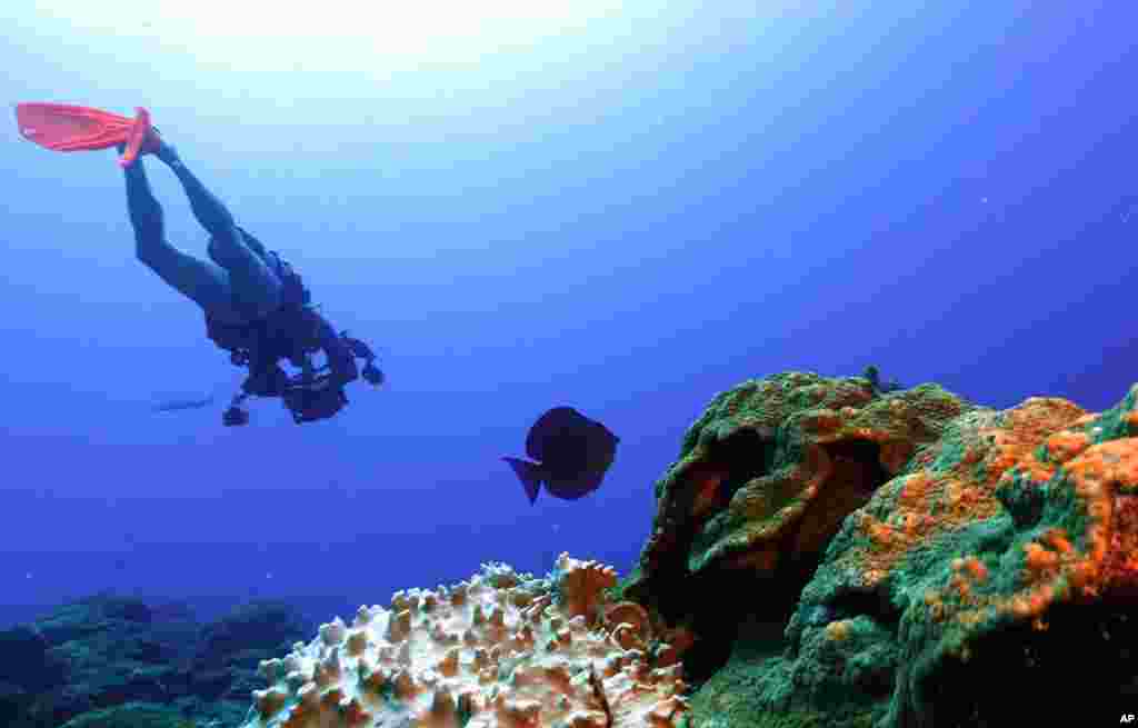 A scuba diver swims near bleached coral, left, and healthy coral at the Flower Garden Banks National Marine Sanctuary, off the coast of Galveston, Texas, Friday, Sept. 15, 2023. (AP Photo/LM Otero)