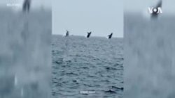 Китови скокаат во ист момент