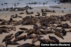 Sea lions congregate at San Carlos Beach while local authorities decided to temporarily close the beach in Monterey, CA. August 22, 2024. (REUTERS/Carlos Barria)