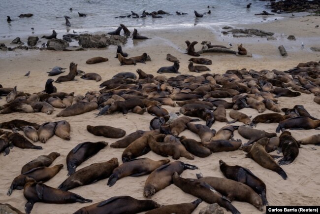 Sea lions congregate at San Carlos Beach while local authorities decided to temporarily close the beach in Monterey, CA. August 22, 2024. (REUTERS/Carlos Barria)