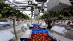 Agricultura automatizada y cómo los robots se abren camino en el campo