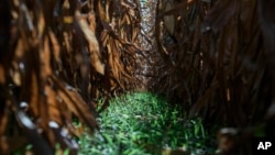 FILE - Cereal rye, planted as a cover crop grows under a corn crop, Oct. 10, 2023, at a farm near Allerton, Ill.