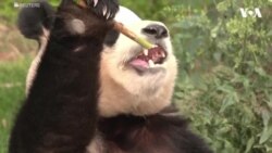 Џиновска панда од зоолошка градина во Јужна Кореја се враќа во Кина